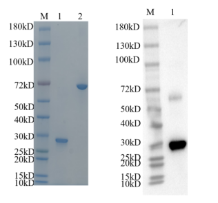 Reducing 4%-20% SDS-PAGE (CBB stained) and WB (Anti-His Mouse Monoclonal antibody) analysis profiles of purified EGFL7.
1. EGFL7: 1 μg
2. BSA: 1 μg